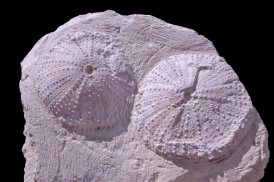 Oursins fossiles (Tripneustes parkinsoni, Miocène)